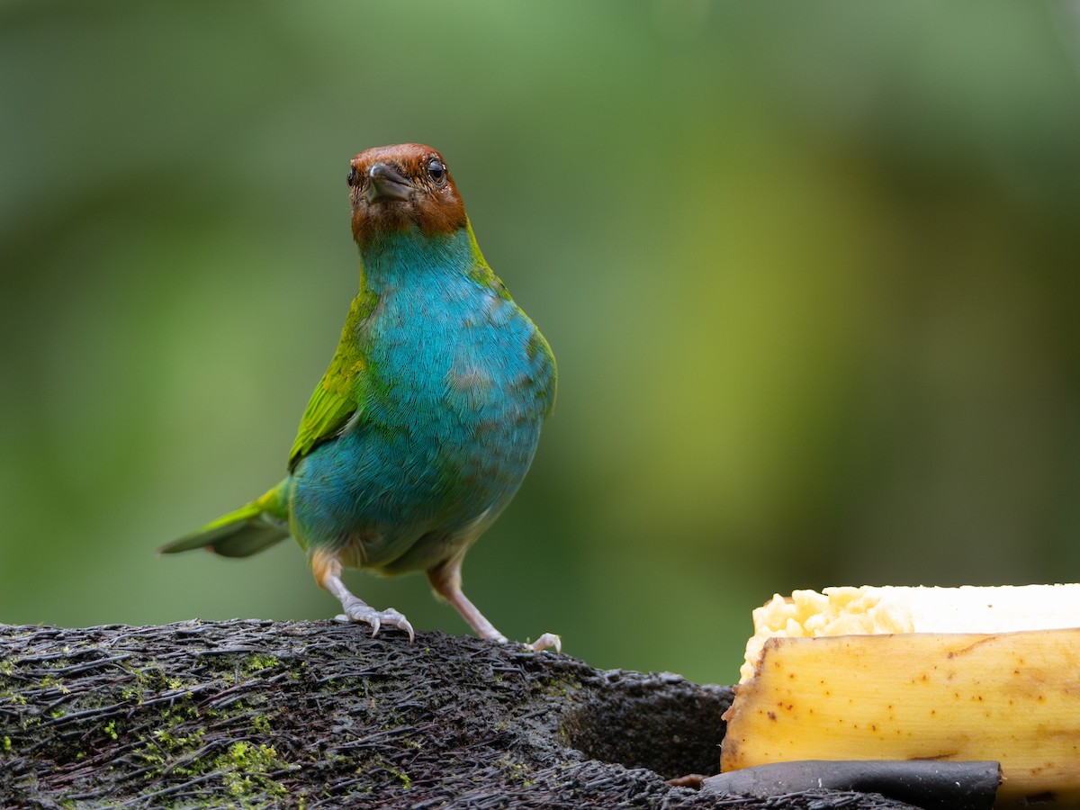 チャガシラフウキンチョウ - ML646990619