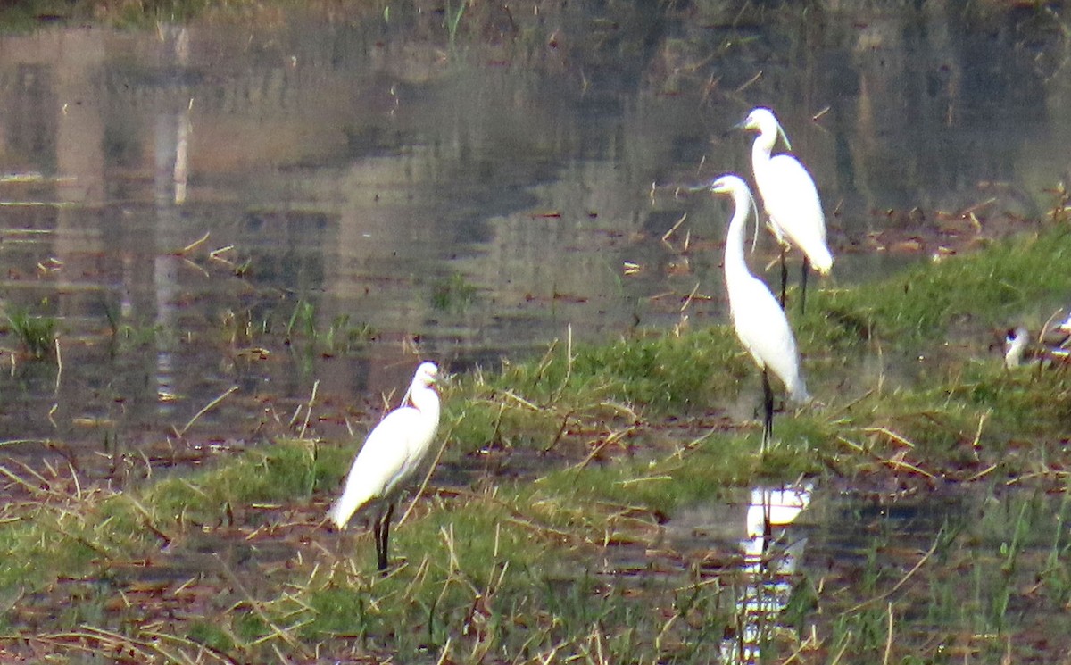 Koartzatxo txikia - ML646990639