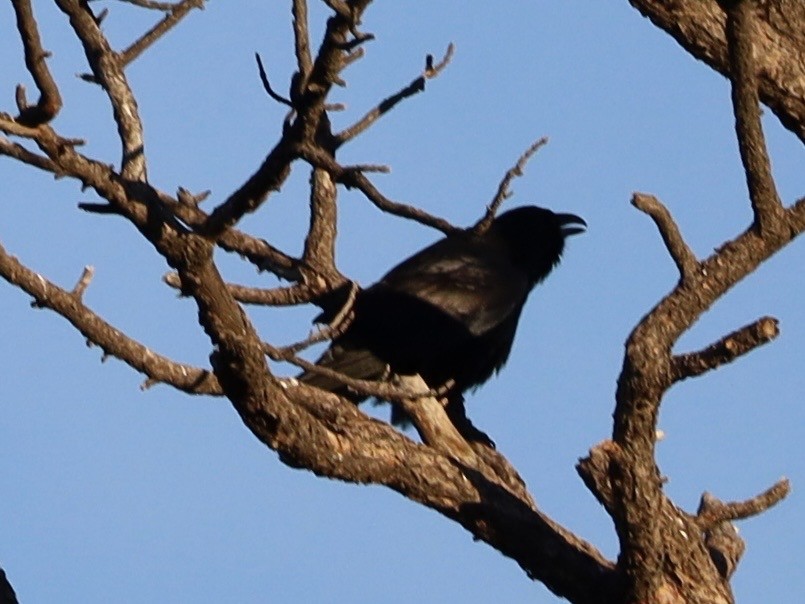 Erroi handia - ML646990640