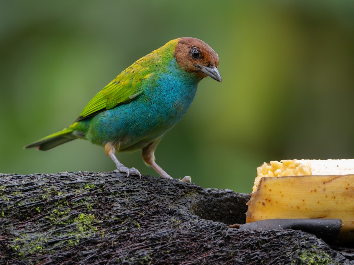 チャガシラフウキンチョウ - ML646990642