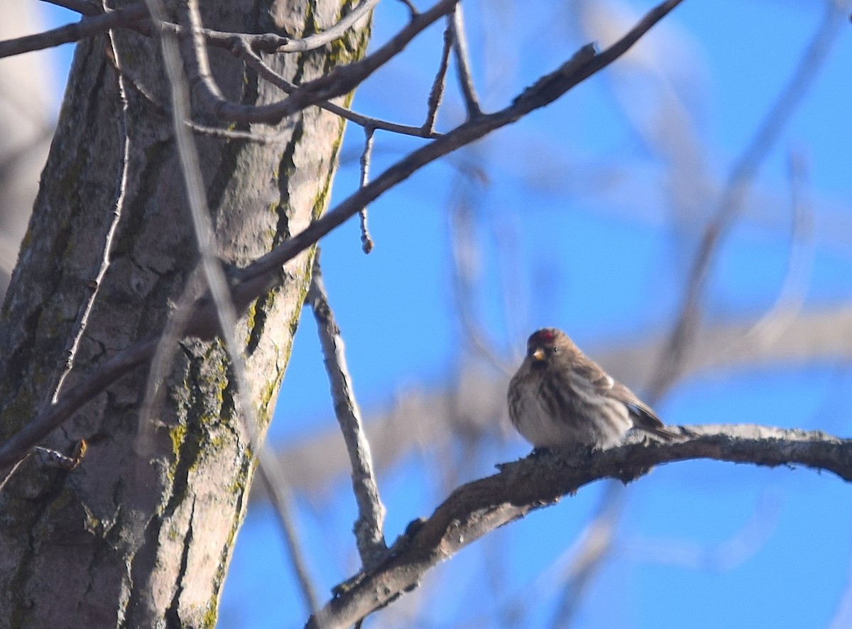 普通朱頂雀 - ML646990643