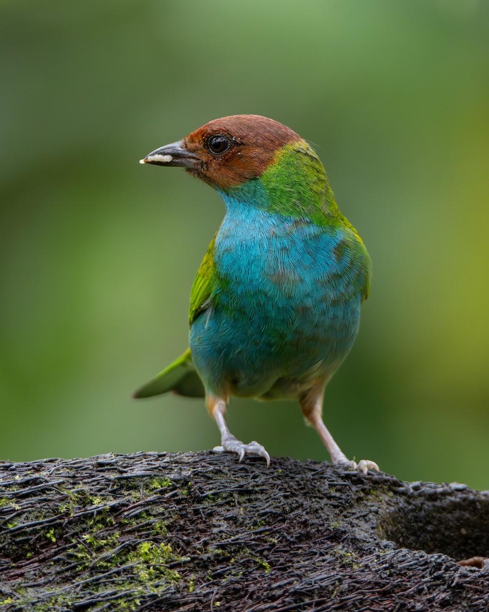 チャガシラフウキンチョウ - ML646990646