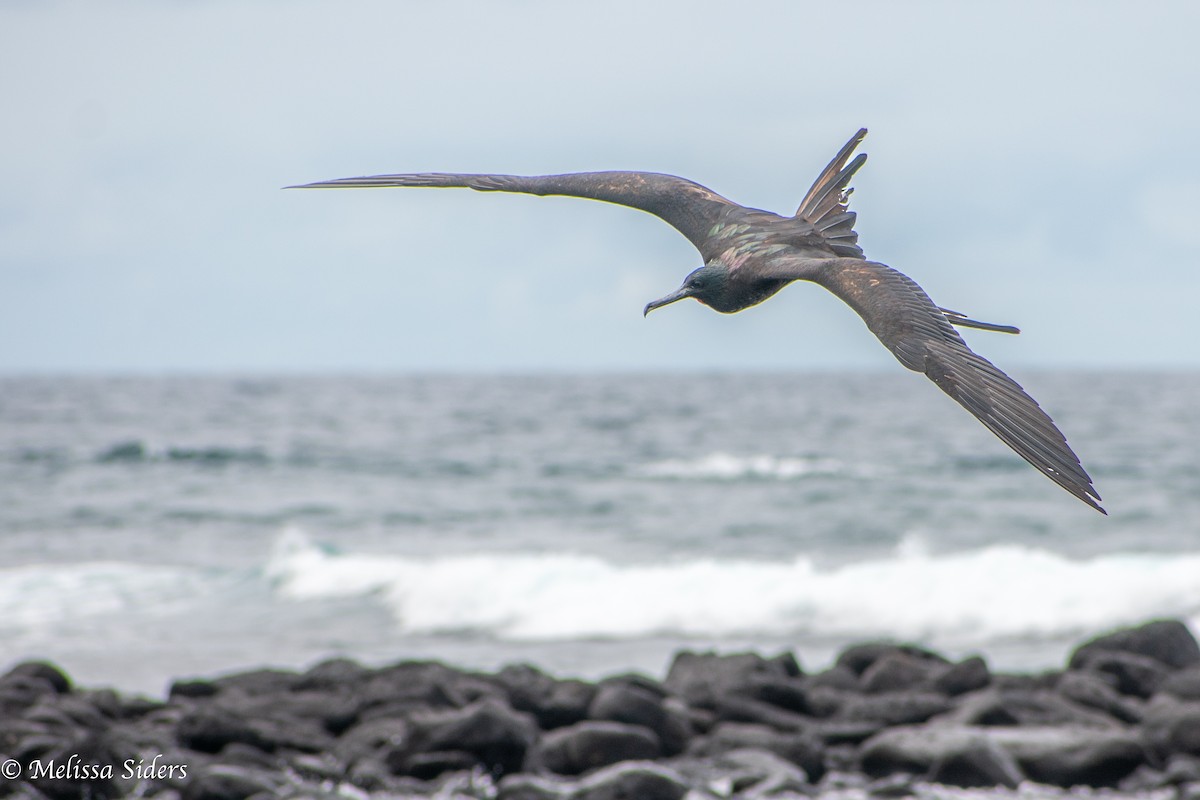 fregatka obecná - ML646990647