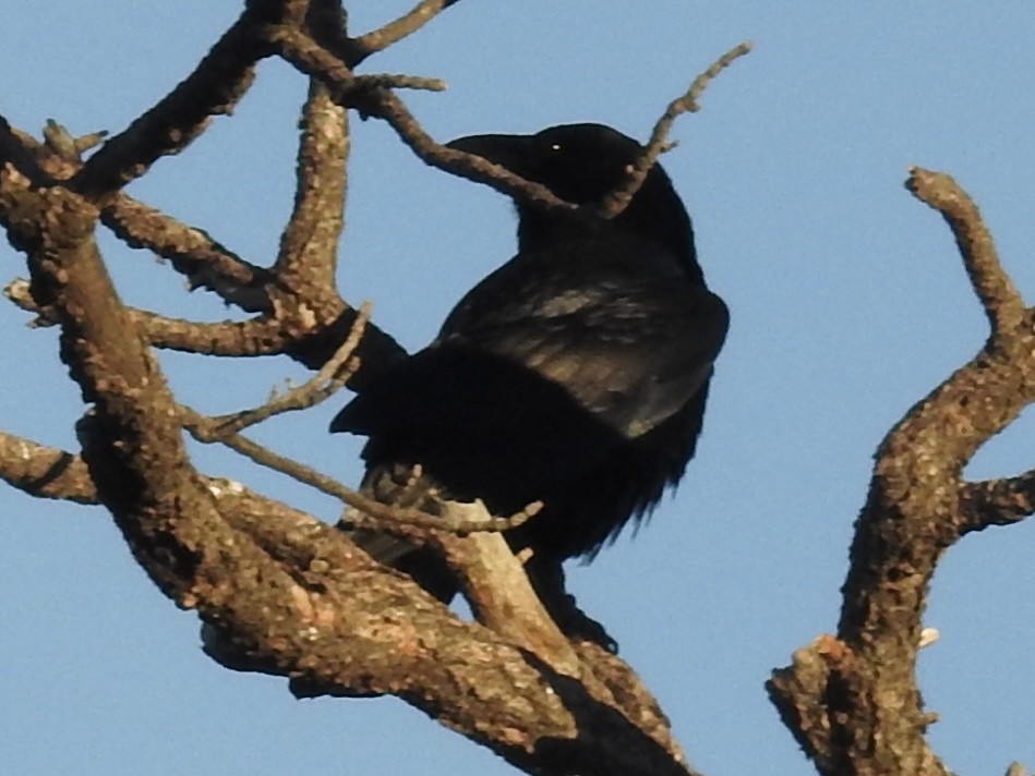 Erroi handia - ML646990648