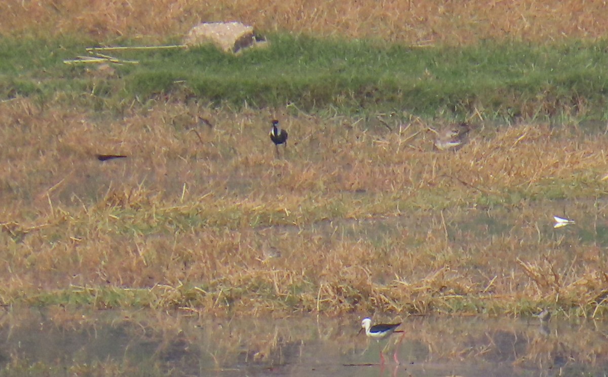 Hegabera ezproiduna - ML646990649