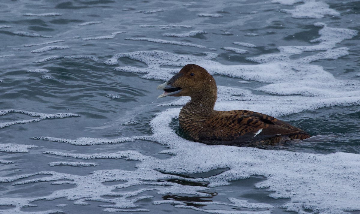 Common Eider (Dresser's) - ML646990651