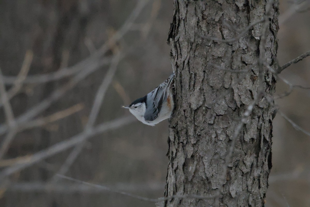 hvitbrystspettmeis - ML646990653