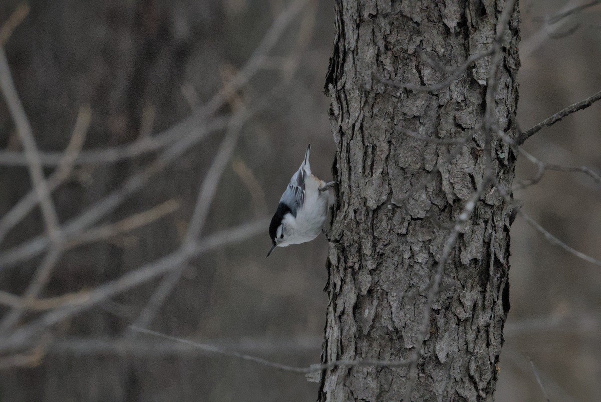 hvitbrystspettmeis - ML646990654