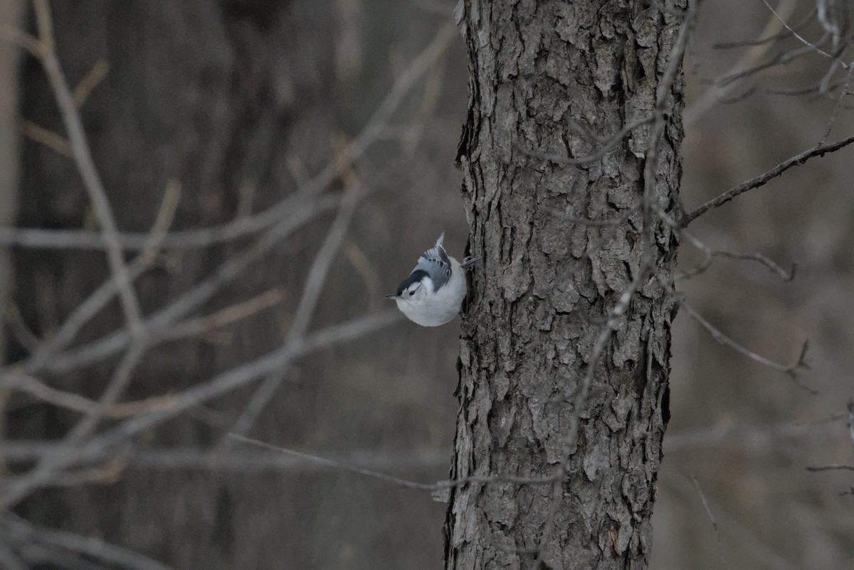 hvitbrystspettmeis - ML646990655