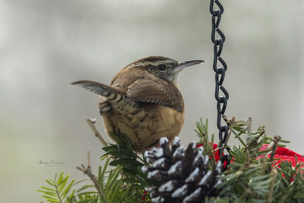 Cucarachero de Carolina - ML646990656