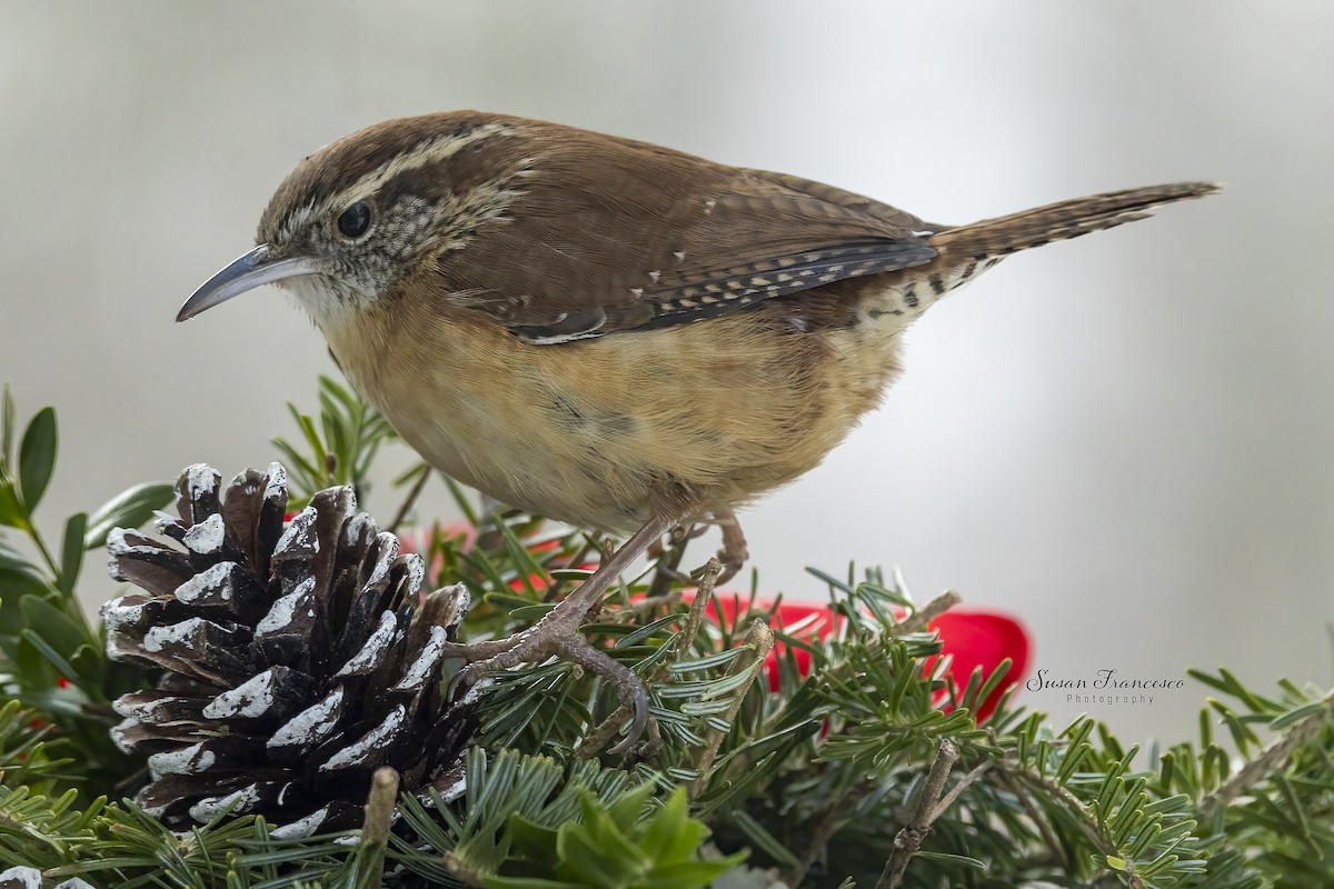 Cucarachero de Carolina - ML646990658