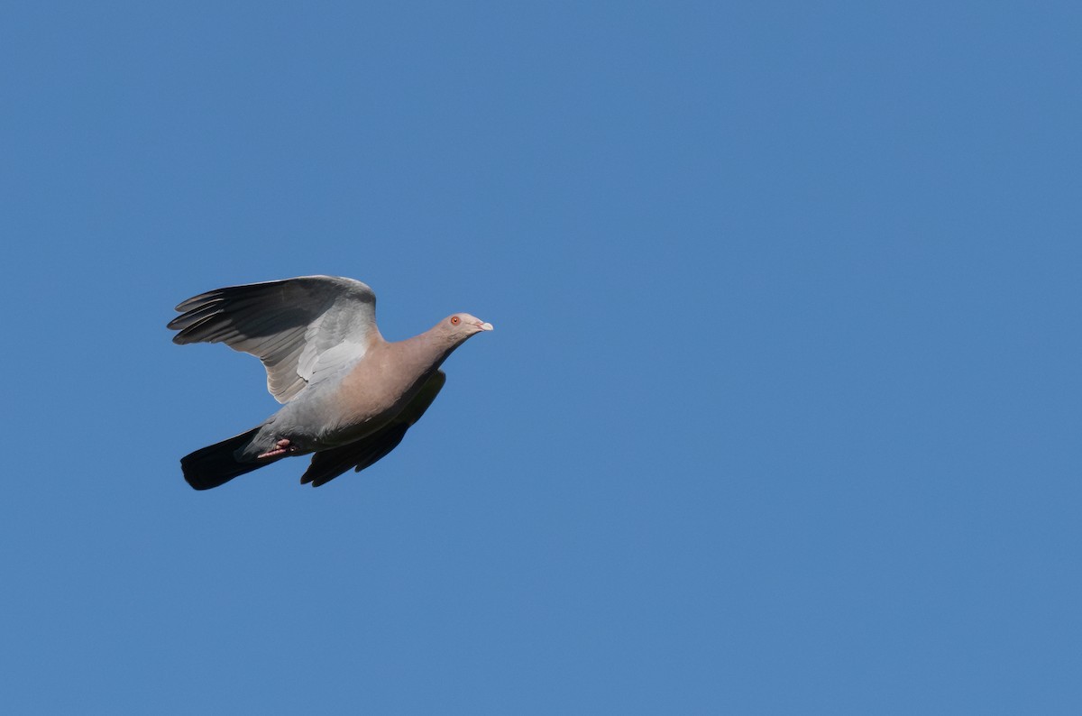 mayadue - ML646990660