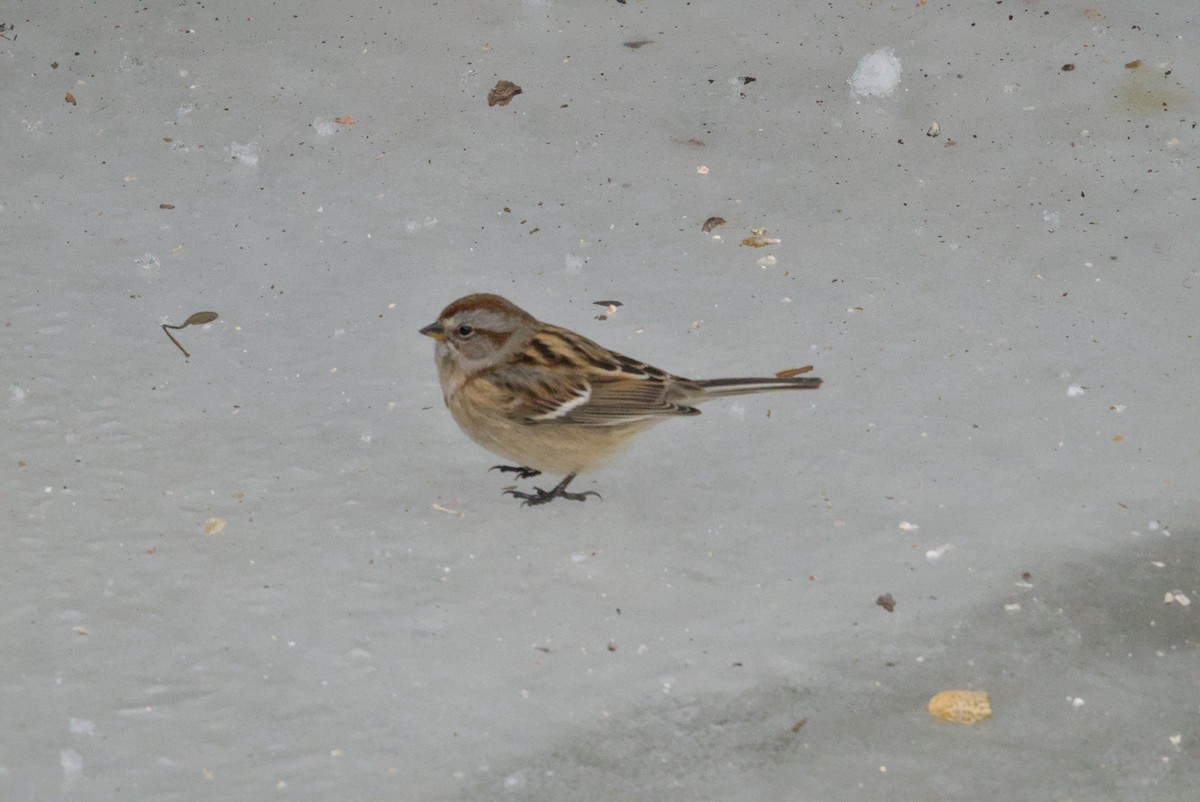 bjørkespurv - ML646990661