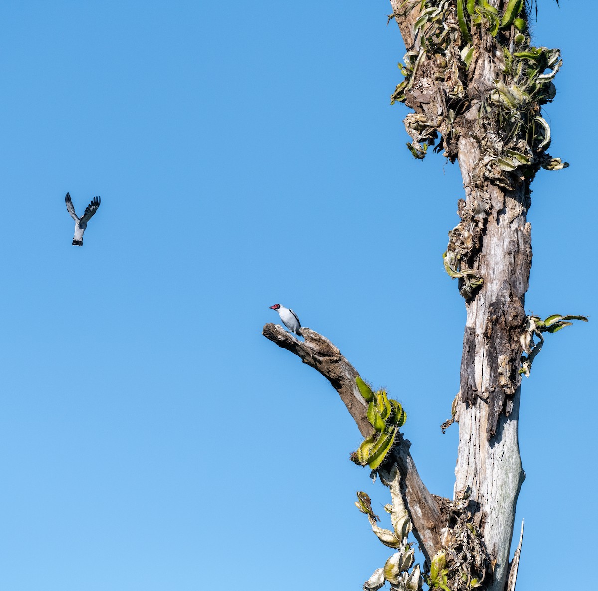 masketityra - ML646990665