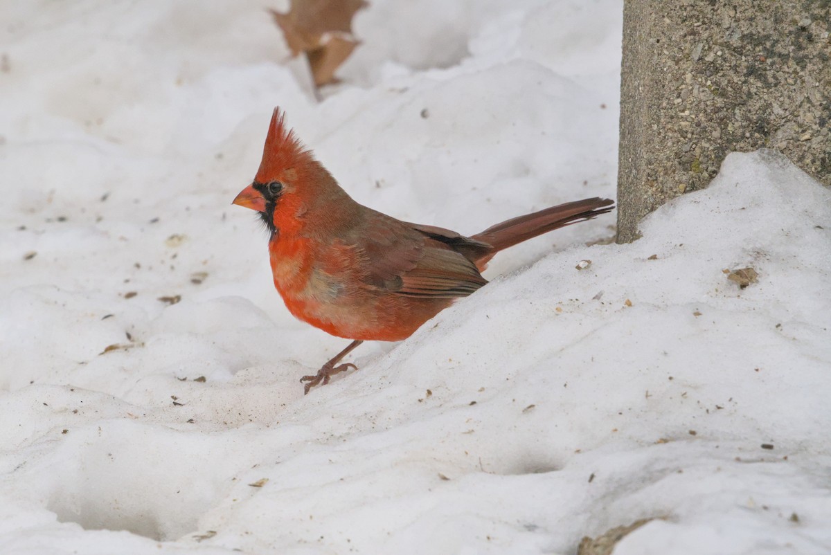 rødkardinal - ML646990666