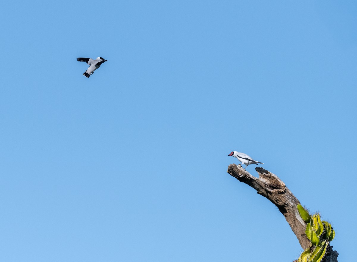 svartkronetityra - ML646990668