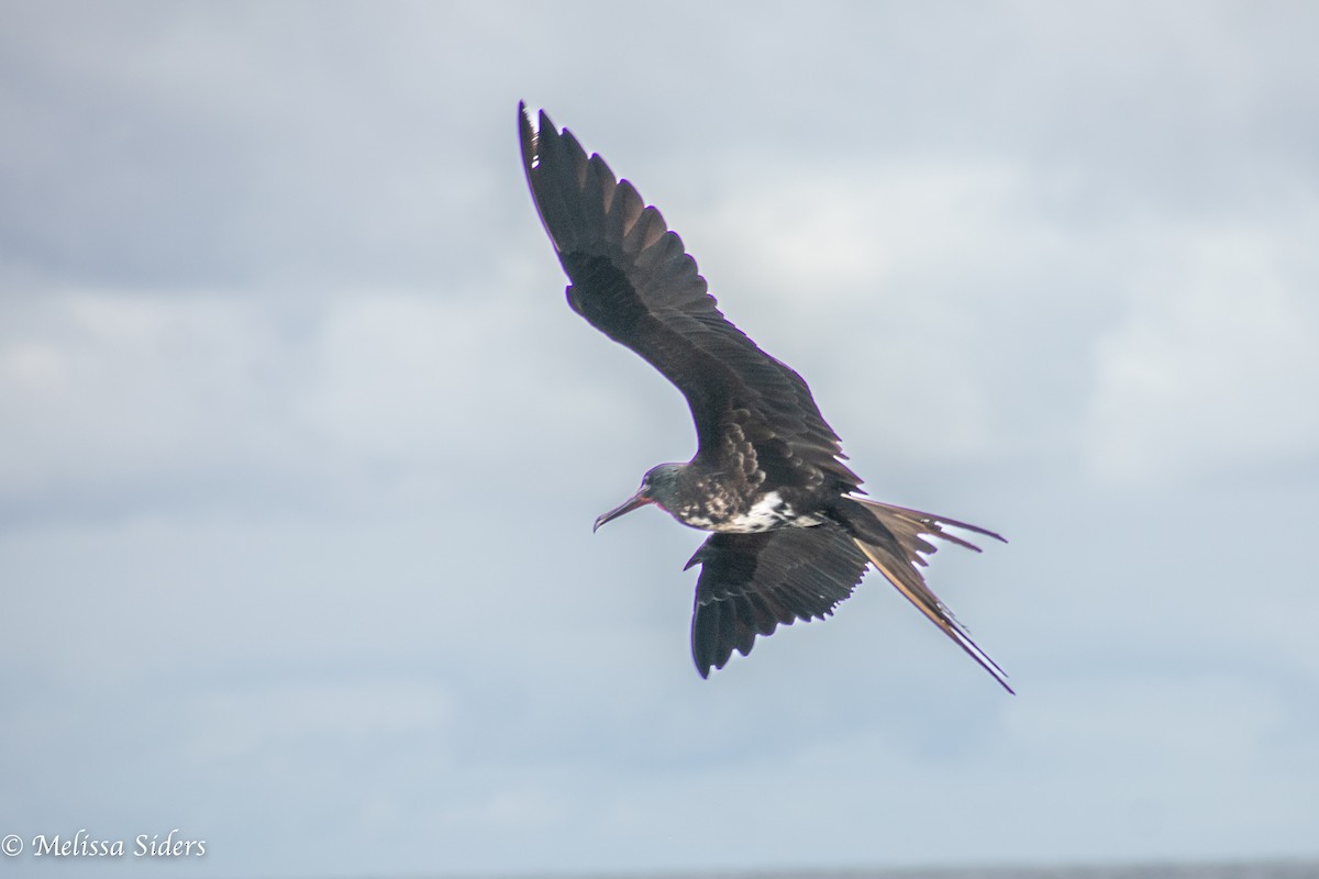 fregatka obecná - ML646990669