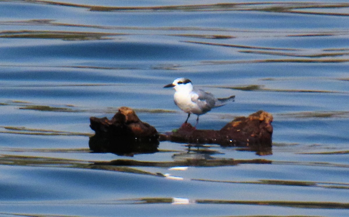 Txenada mokobeltza - ML646990672