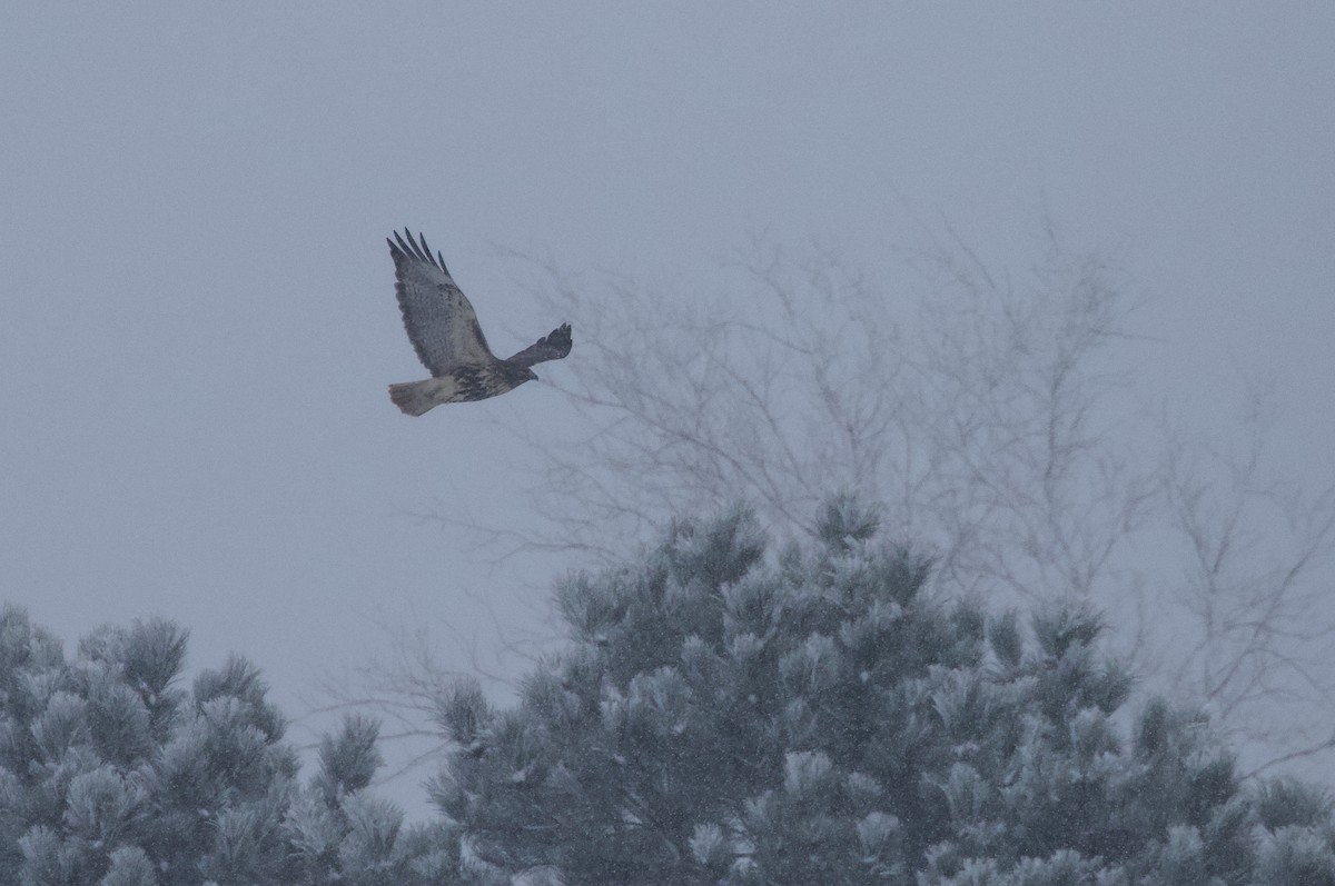 Red-tailed Hawk (abieticola) - ML646990673