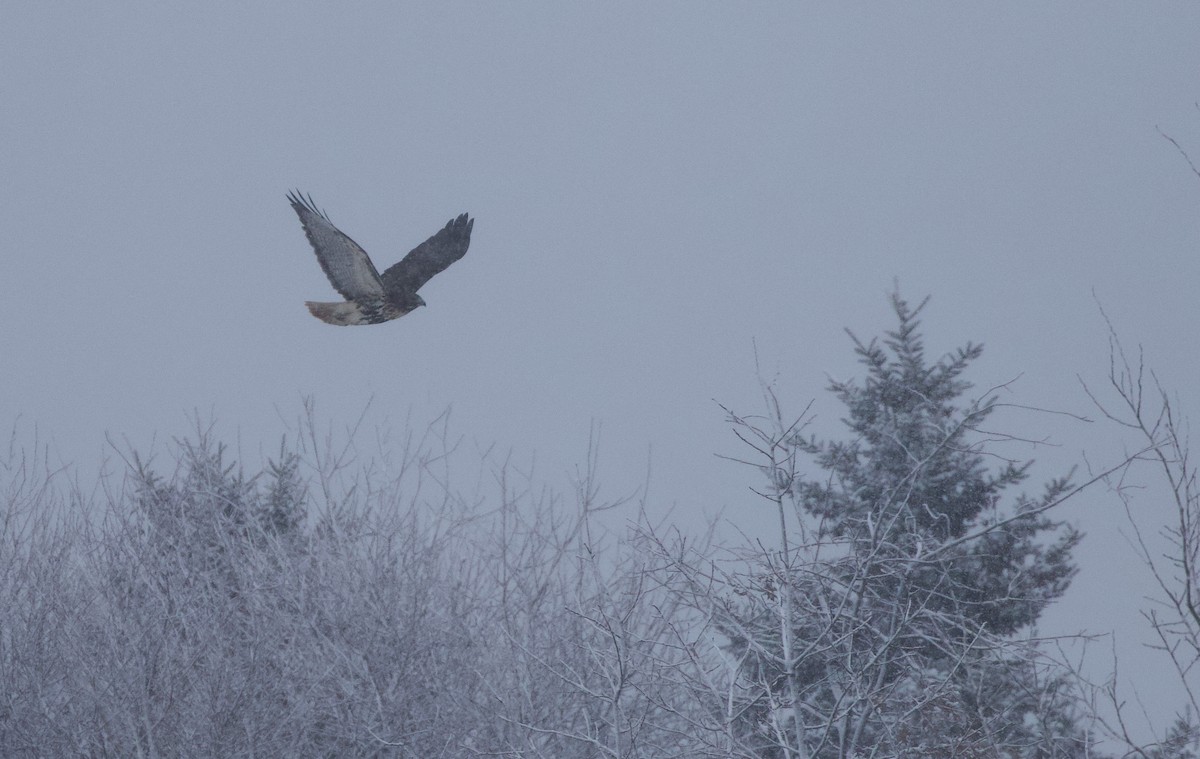 Red-tailed Hawk (abieticola) - ML646990674