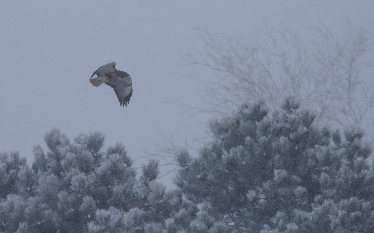 Red-tailed Hawk (abieticola) - ML646990675
