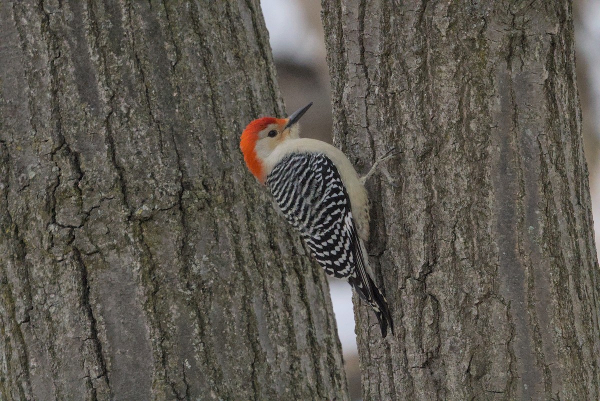 lundspett - ML646990677