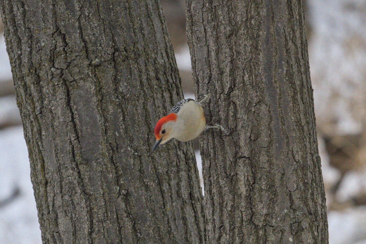 lundspett - ML646990678