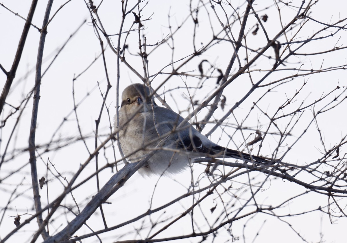 Taigaraubwürger - ML646990679