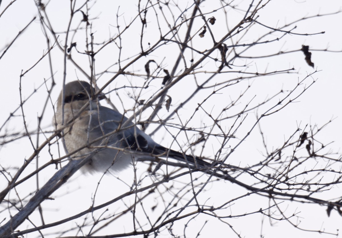 Taigaraubwürger - ML646990680