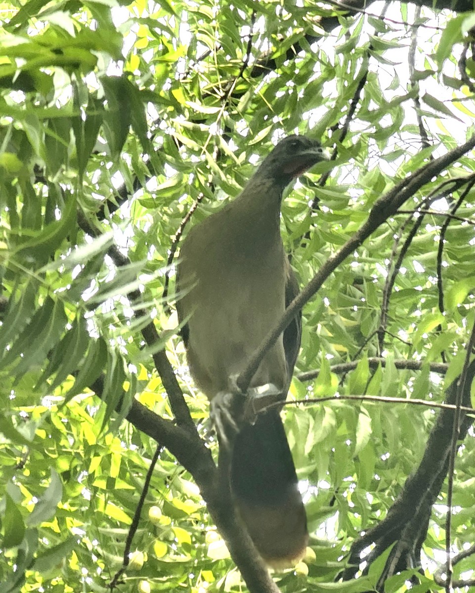 Kırmızı Etekli Çaçalaka - ML646990687