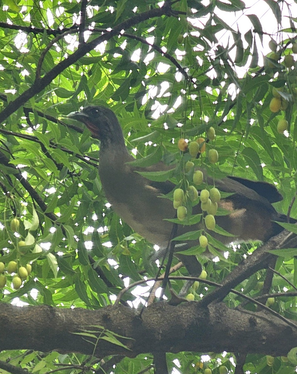 Kırmızı Etekli Çaçalaka - ML646990688