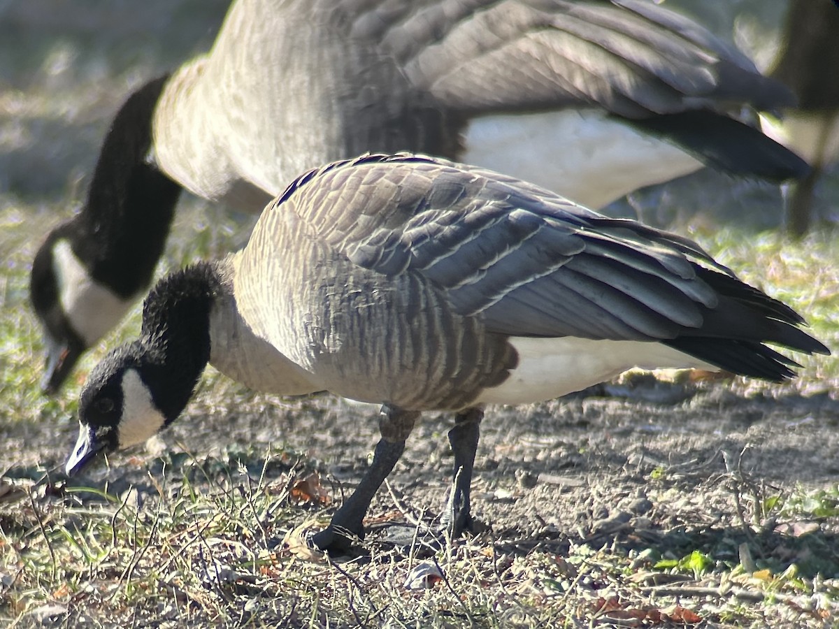 berneška malá - ML646990689