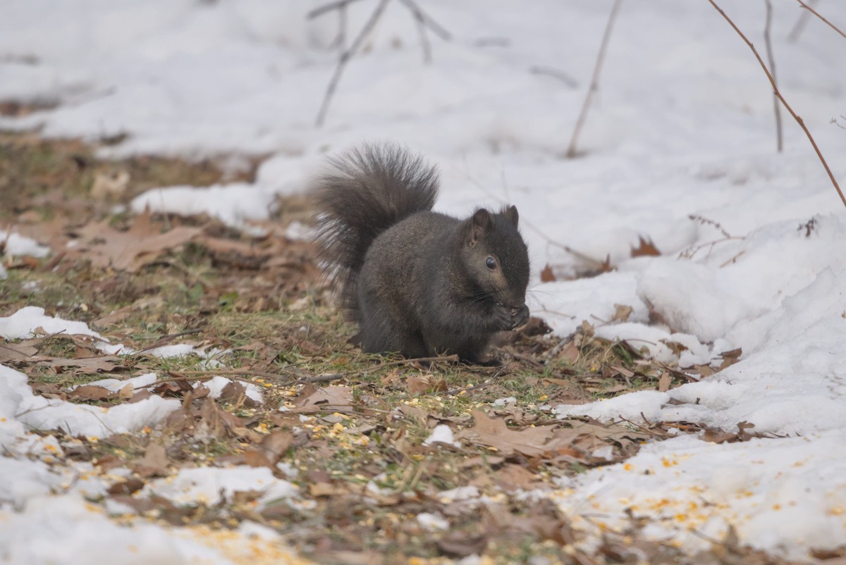 Eastern Gray Squirrel - ML646990690