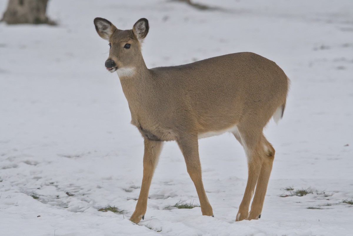 White-tailed Deer - ML646990691