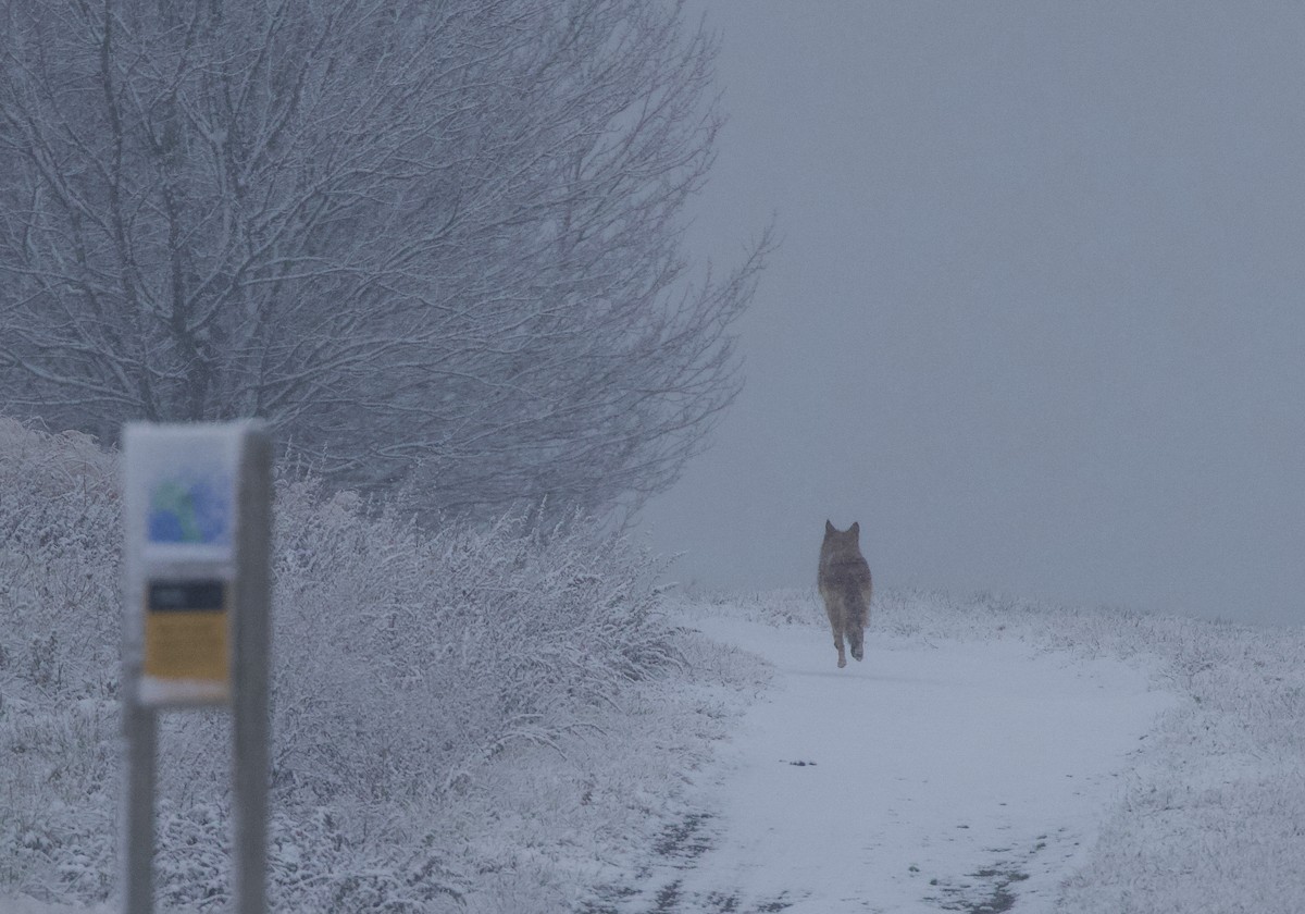 Coyote - ML646990693