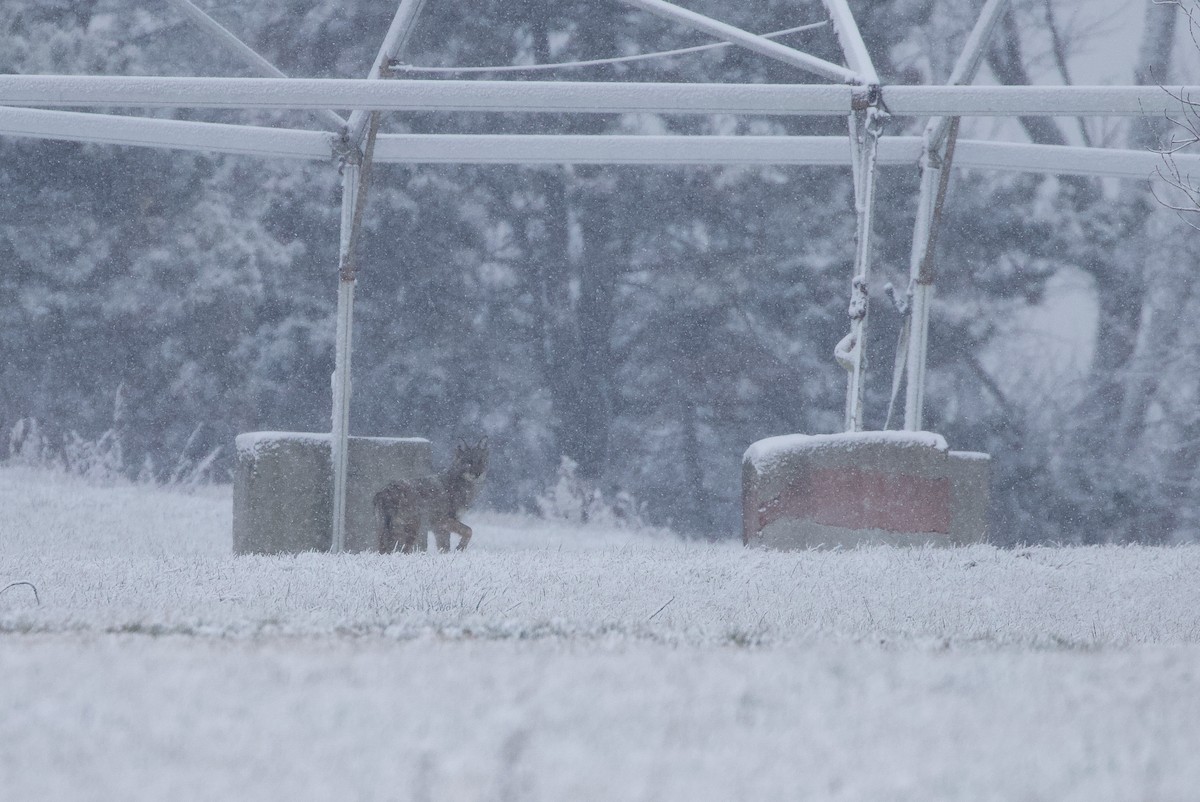 Coyote - ML646990694