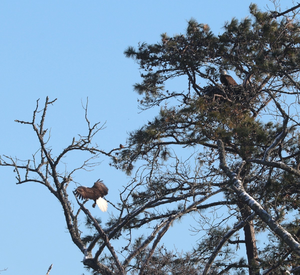 Bald Eagle - ML646990698