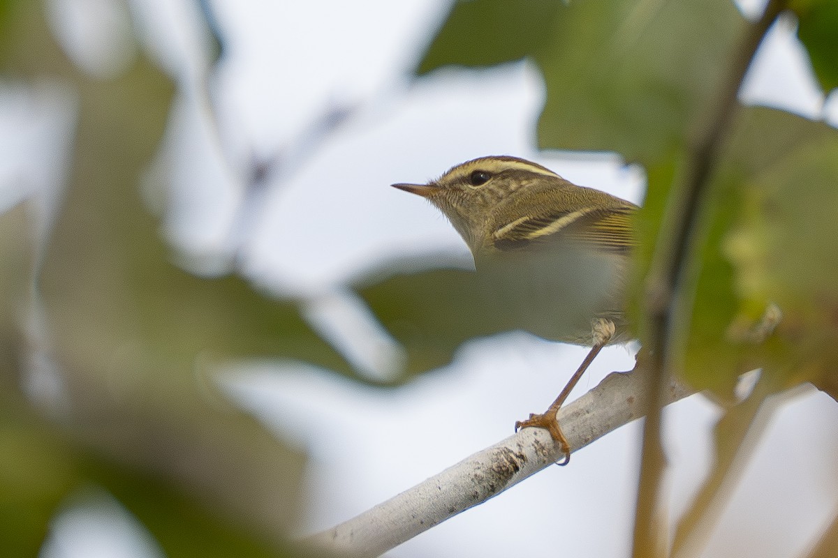 gulbrynsanger - ML646990701