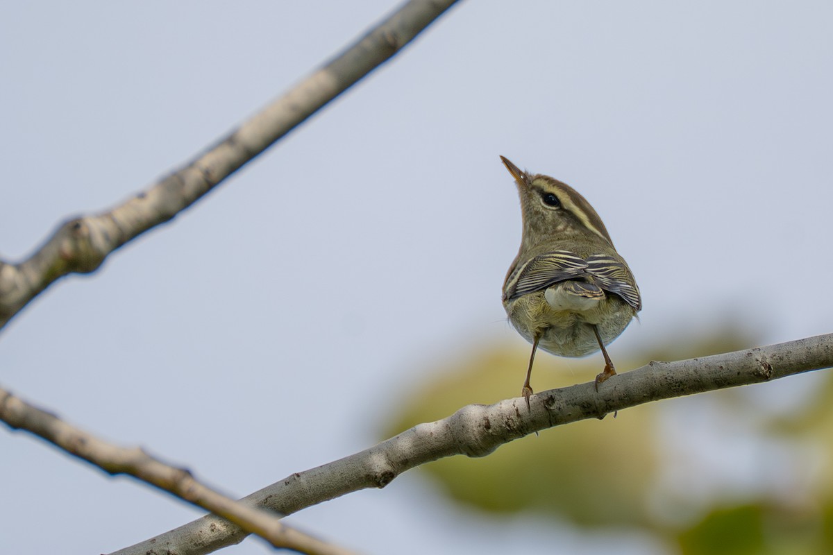 gulbrynsanger - ML646990702