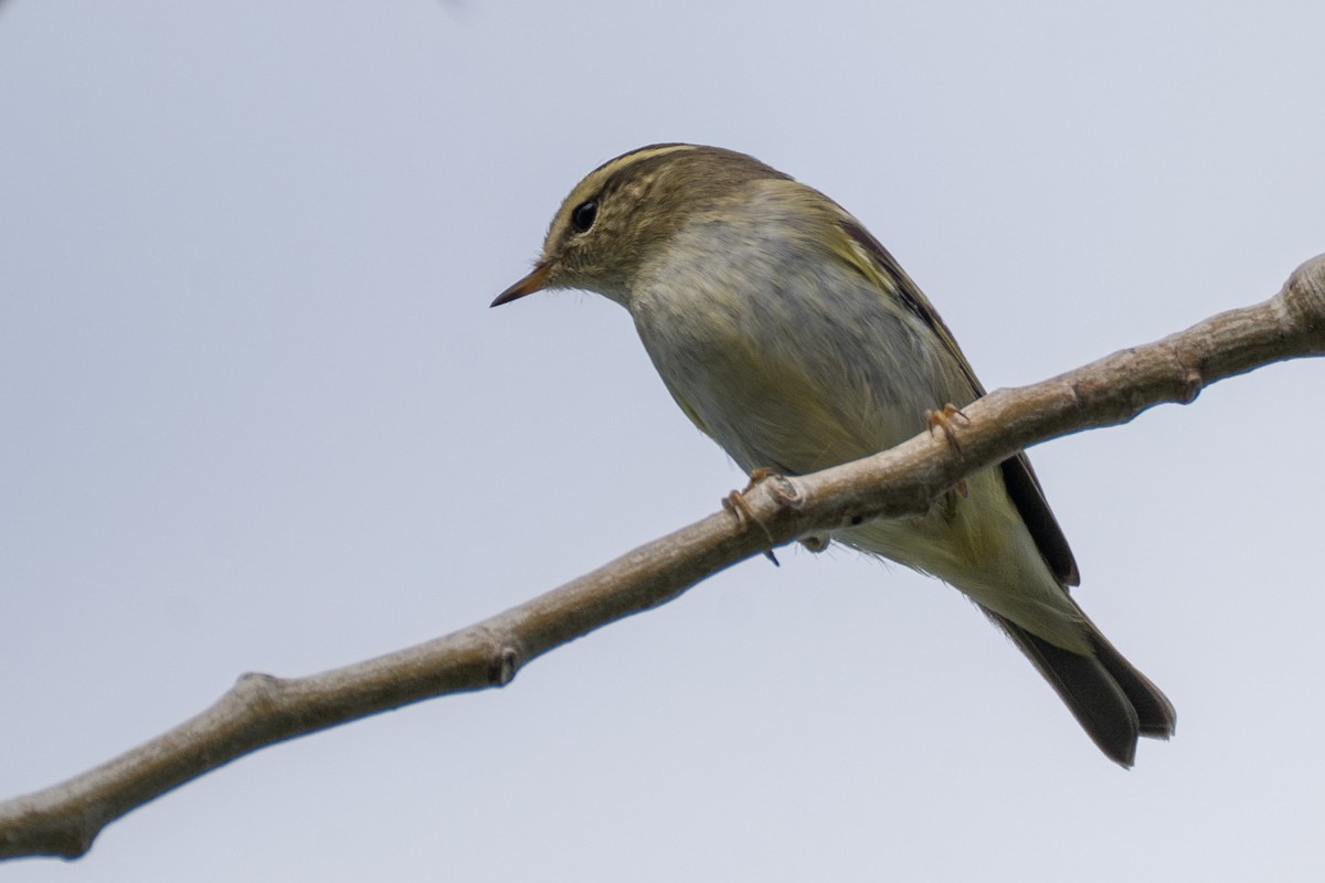 gulbrynsanger - ML646990703