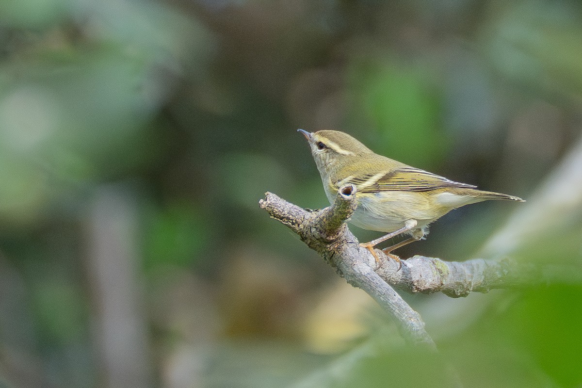 gulbrynsanger - ML646990704