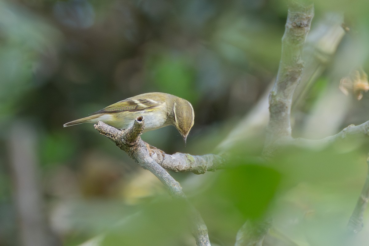 gulbrynsanger - ML646990705