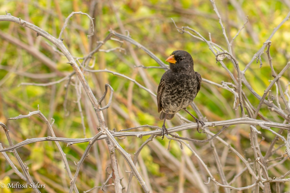 Common Cactus-Finch - ML646990706