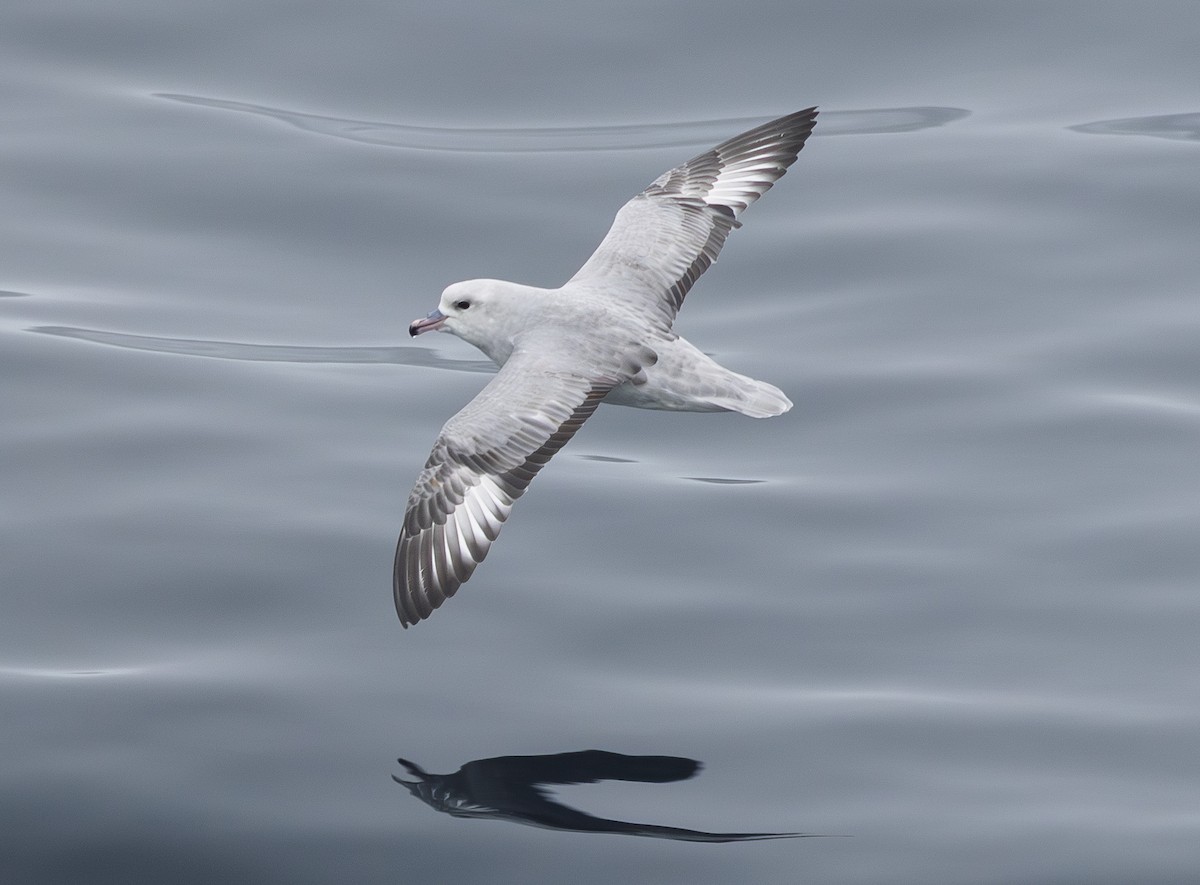 ギンフルマカモメ - ML646990708