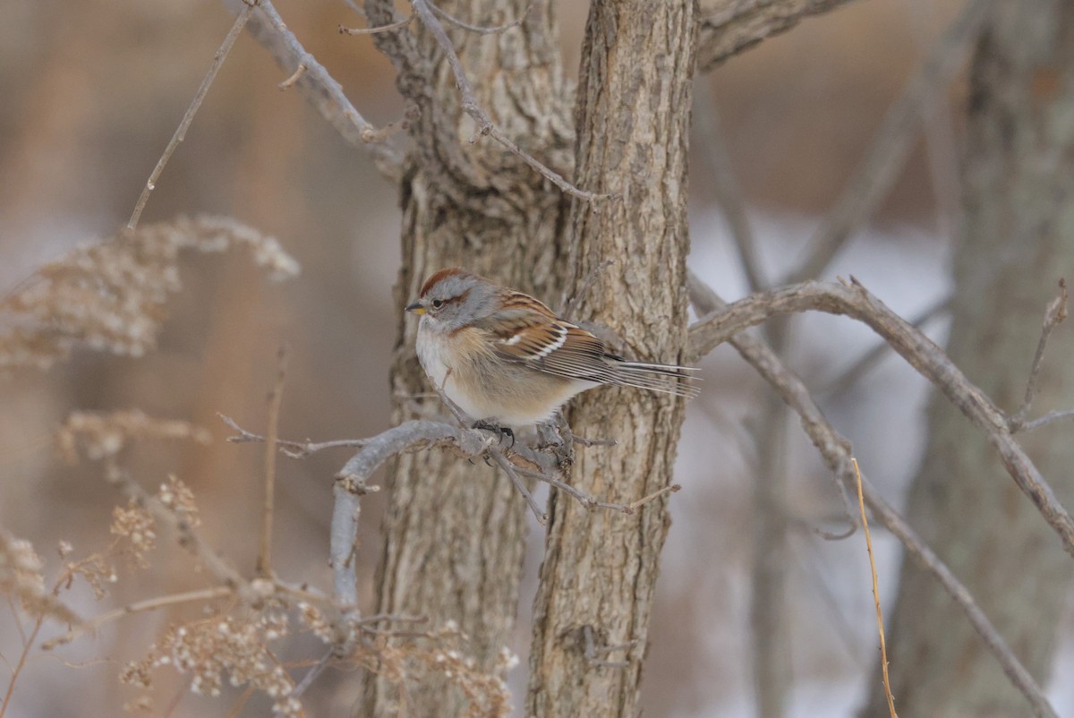 bjørkespurv - ML646990711