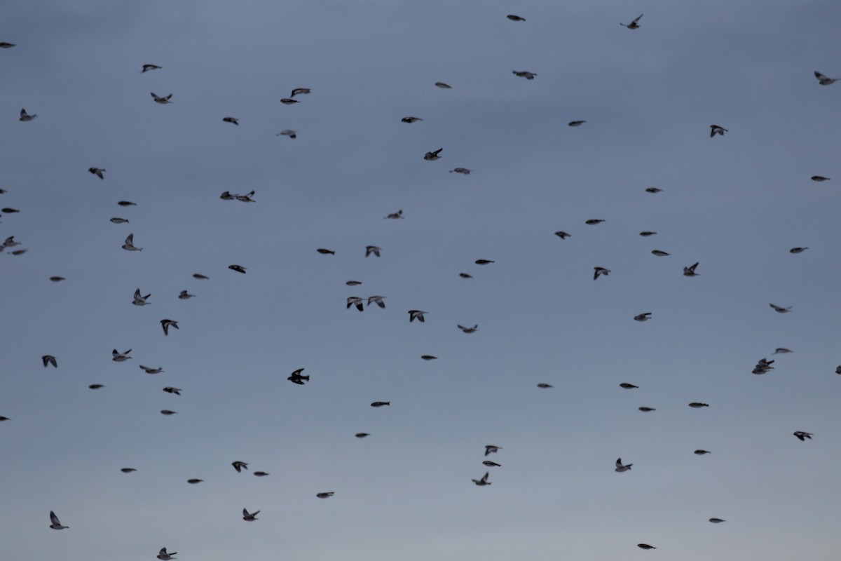 Snow Bunting - ML646990713