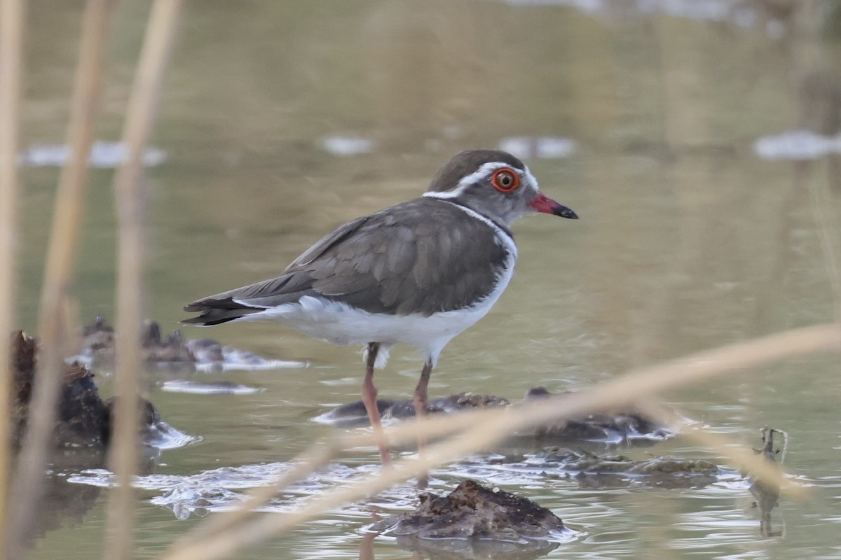 Three-banded Plover - ML646990715