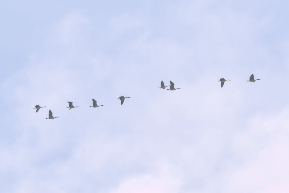 kanadagås - ML646990716