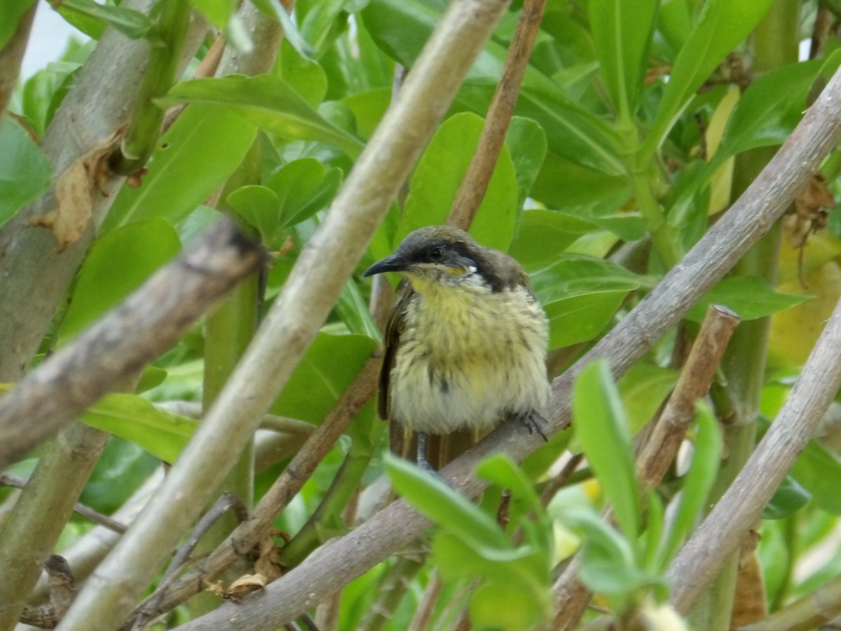 Varied Honeyeater - ML646990720