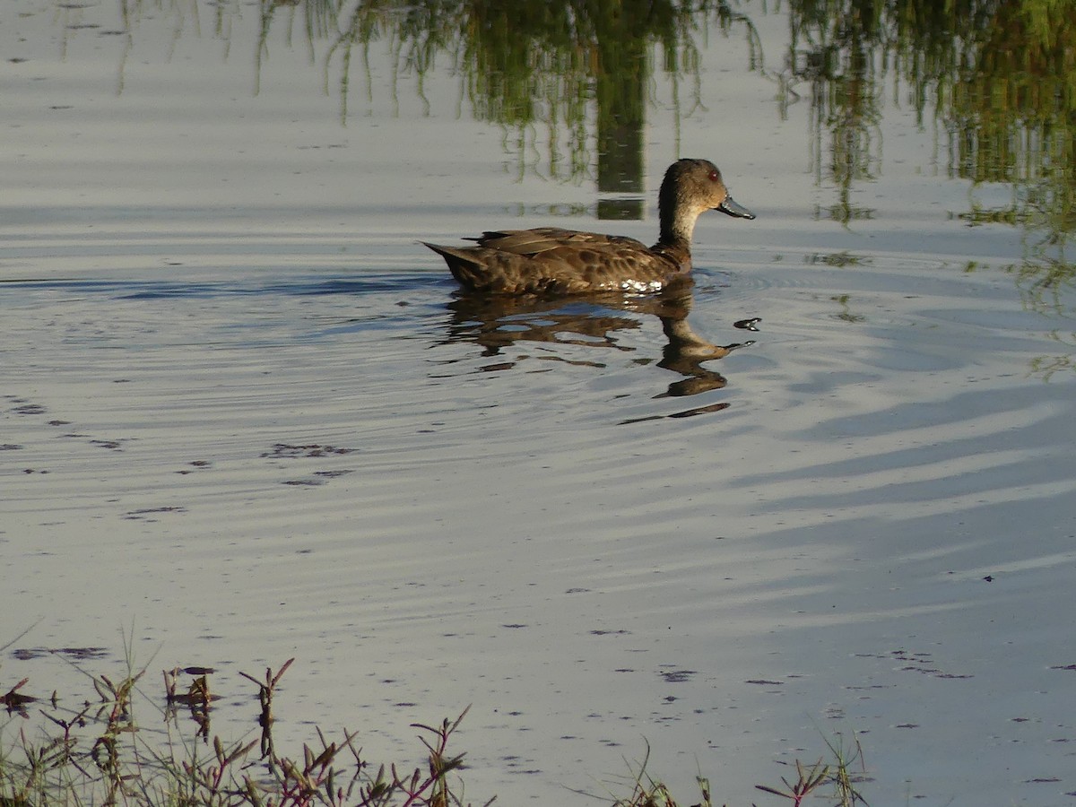 Chestnut Teal - ML646990723